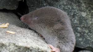 Image result for Urochloa brevispicata