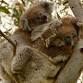 Koala Count at Hanging Rock event image
