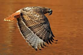 Peregrine Falcon Birds Of Prey New York Beautiful Hawk In Flight Over A River Reflecting Autumn Foliage Color Birds Red Tailed Hawk Bird Photography