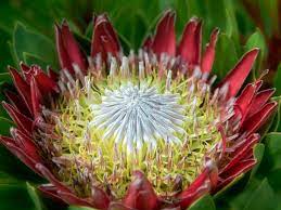 Protea flowers have oval shaped leaves that create a lovely contrast to the . Proteas The Astonishing Exotics Which You Can Grow Outdoors Gardening Advice The Guardian
