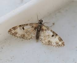 Image result for Gutenbergia polytrichomata