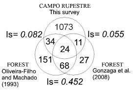 Image result for Syngonanthus longibracteatus