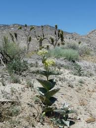 Asclepias Erosa Desert Milkweed Asclepias Milkweed California Desert