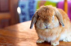 Holland lop rabbit characteristics size. Holland Lop Rabbit Complete Breed Guide Top Facts