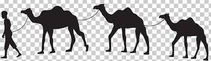 Vector drawing of desert animal. Dromedary Camel Train Silhouette Horse Png Clipart Animals Arabian Camel Black And White Camel Camel Like