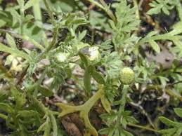 Image result for Cotula australis