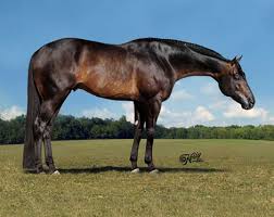 Maybe you would like to learn more about one of these? In My Boots Where Have All The Real Quarter Horses Gone Horse Nation