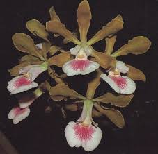 Image result for Ottelia exserta