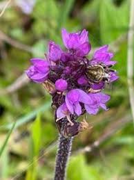 Image result for Cynorkis kassneriana