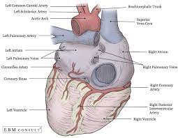 Check spelling or type a new query. Anatomy Heart External