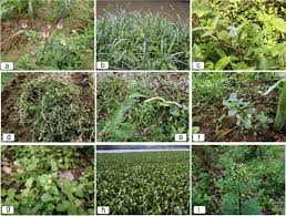 Image result for Cyathula polycephala