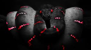 Red Black Selective Coloring Reptile Boa Constrictor Hd Wallpapers Desktop And Mobile Images Photos So generally speaking, red is a color that appeals to all, even that friend of yours who does not like any color but black, it is true that despite not admitting to it, red. red black selective coloring reptile