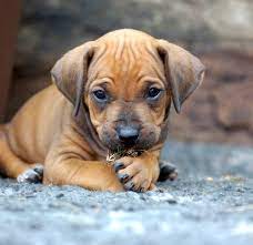 Why Does My Dog Lick His Paws American Kennel Club