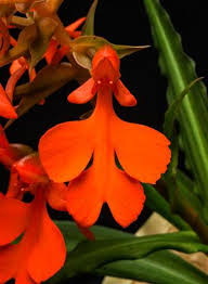 Image result for Habenaria goetzeana