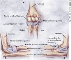 You only need one flocabulary account for all of your classes. Orthopedics And Rheumatology Flashcards Quizlet