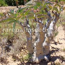 Image result for Cyphostemma quinatum