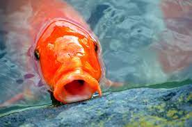 Selain bisa dipelihara di kolam outdoor, ikan koi juga bisa kamu pelihara di dalam akuarium. 806 Bacalah Arti Mimpi Ikan Mas Gomimpi Tafsir Maksud Mimpi
