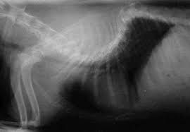 Black and white kitchen table nonexudative conjunctivitis in dogs. Hemivertebrae Are Congenitally Deformed Vertebra In Dogs And Cats Veterinary Partner Vin