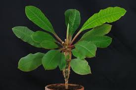 Image result for Euphorbia kilwana