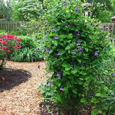 Image result for Clematis pulchra