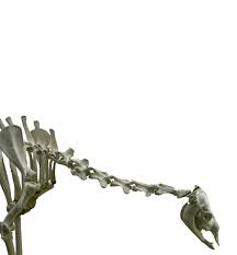 Do not sell my info. The Cambridge Camel Is Just Plain Wrong Sauropod Vertebra Picture Of The Week