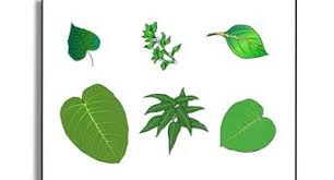 The leaves are usually jagged and pointed at the end. 4 Ways To Identify Weeds Wikihow