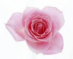Blooming Rose For Visualizing Rose Clip Art Library Blooming Rose
