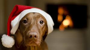 We did not find results for: Dog With Santa Hat 1080p 2k 4k 5k Hd Wallpapers Free Download Wallpaper Flare