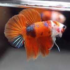 Live Betta Fish Fancy Nemo 4 Colors Koi Halfmoon Plakat Hmpk Male 487 Betta Fish Freshwater Aquarium Fish