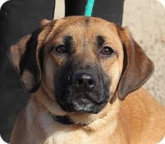 Please wait while we wrangle the available pups into a list for you! Cheeka Adopted Dog Minnetonka Mn Golden Retriever Boxer Mix Golden Retriever Pets Dog Adoption