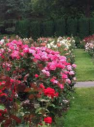 Kathy Schmitz Portland Rose Garden And Stitchery Sneak Peek Rose Garden Portland Small Rose Garden Ideas Rose Garden Design
