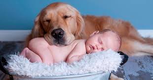 Maybe you would like to learn more about one of these? A Guide On Dogs And Babies