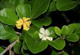 Image result for Catunaregam