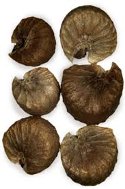 Image result for Malva verticillata