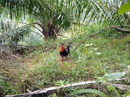 Jual ayam hutan hijau lombok. Pikat Ayam Hutan Untuk Dijual Berminat Whatapps No 0139757761 Youtube