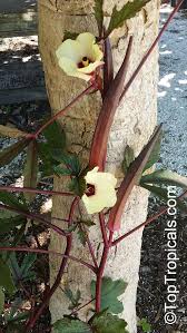 Image result for Abelmoschus