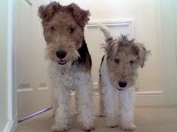 Wire Fox Terrier Information And Pictures Fox Terrier Puppy Fox Terrier Wire Fox Terrier