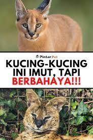 Spesies Kucing Penipu Terlihat Imut Tapi Sebenarnya Berbahaya Kucing Kucing Pallas Serval