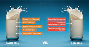 A randomised prospective controlled study. Camel Milk Nutritional Supplement To Treat Diabetes Biomedical Limited