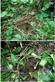 Image result for Caloncoba crepiniana