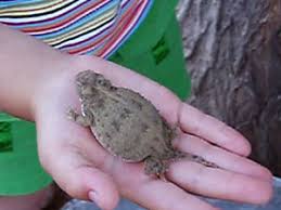 Short Horned Lizard Facts For Kids Naturemapping