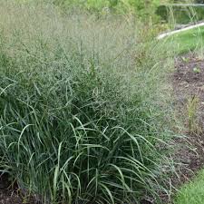 Image result for Panicum gracilicaule