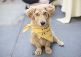 Fun in the sun at chicago's premiere dog daycare and boarding facility. Home Page Paws Chicago