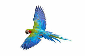 Colorful Flying Parrot Isolated On White Background Parrot White Background Background