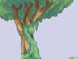 Image Intitulee Remove An Ivy Plant Step 7 Lierre Lierre Grimpant Plante Grimpante