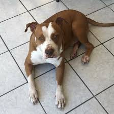 Este artículo no fue creado por coscu. National Foster Alliance Nfa Mascota 14 Coscu Concurso Mi Mascota Es La Mejor Recuerda Regalarle Un Para Que Participe Nombre Coscu Edad 4 Anos Es Muy Jugueton Y Amoroso