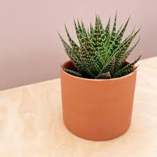 Image result for Aloe carnea