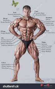 Attached to the bones of. Muscular System Muscle Anatomy Body Muscles Names Muscle Names Fitness Training Muscle Fitness Muscles An Body Muscle Anatomy Muscle Anatomy Man Anatomy
