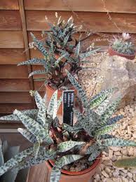 Image result for Ledebouria cordifolia