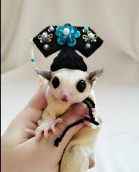 I love sugar glider, i have 6 years experience petting suggies and i love cats too :) i owned a pair of sugar glider 6 years ago. Sugar Glider Wonderland Malaysia Home Facebook